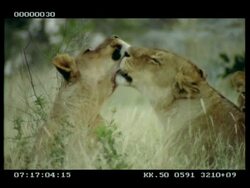 MCU 2 x lionesses grooming each other Stock Footage