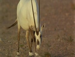 MS Arabian Oryx, Oryx leucoryx, grazing, wild in Jiddat al Harasis desert, Oman Stock Footage