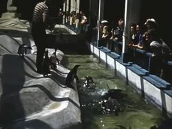 World's Fair - Admiral Byrd's Penguin Island Stock Footage
