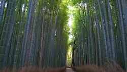 Bamboo forest Stock Footage