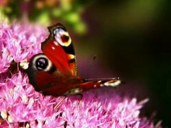 PAL: Peacock butterfly Stock Footage