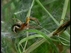 Sheet/Funnel Web Spider (Agelena) attacks & bites grasshopper caught on web, England Stock Footage