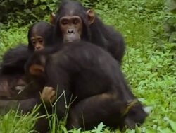 MS, Group of young chimpanzees (Pan troglodytes) playing, Gombe Stream National Park, Tanzania Stock Footage