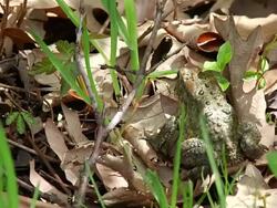 Frog 001 1080p24 Stock Footage