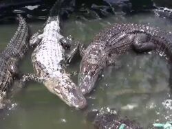 Closeup of Alligators Stock Footage