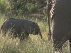 Desert Elephant (Loxodonta africana) calf and adult tails, Ugab River Basin, Namibia: desert-dwelling population of African Bush Elephant though not distinct subspecies Stock Footage