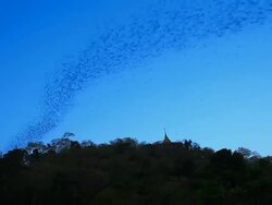 Bats in twilight. Stock Footage