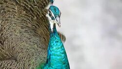 peacock Stock Footage