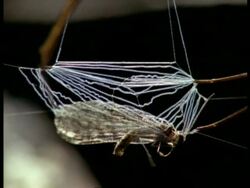 Net-casting Spider (Dinopis) BCU legs holding silk net containing insect twitching, Australia Stock Footage