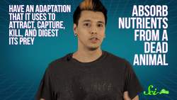 Darwin's Darlings: Meat-Eating Plants Instructional Video