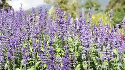 The violet flowers swaying. Stock Footage