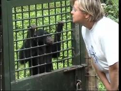 Sanctuary on outskirts of Kinshasa is working to save the rare bonobo ape News Clip