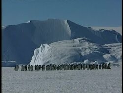 WA Emperor penguin colony standing on ice, with huge ice cliff behind, Antarctica Stock Footage