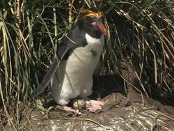 MS, Macaroni penguin (Eudyptes chrysolophus) at nest in tall grass, South Georgia Island, Falkland Islands, British overseas territory Stock Footage