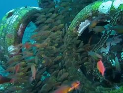 Small fishs hiding in the tires Stock Footage