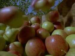 MCU Apples being emptied in to wooden container Stock Footage