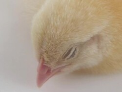 Sleeping chick on white Stock Footage