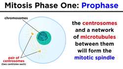 Mitosis: How One Cell Becomes Two Instructional Video