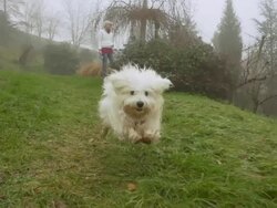 HD SUPER SLOW-MO: Dog Running Toward Camera Stock Footage