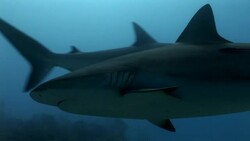 Shark Stock Footage