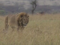  MS TS Lion passing wildebeasts / Tanzania Stock Footage