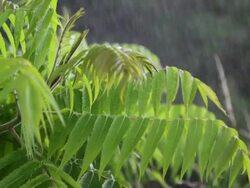 Rain stopping Stock Footage