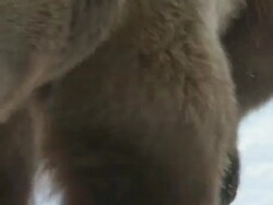 MS POV SLO MO Grizzly Bear running in snow  / Livingstone, Montana, United States Stock Footage