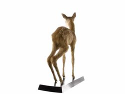 European roe deer Stock Footage