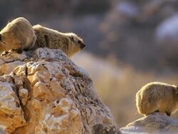 MS Shot of Syrian rock hyrax (Procavia capensis syriacus) resting on rocks / Jerusalem, Judea, Israel Stock Footage