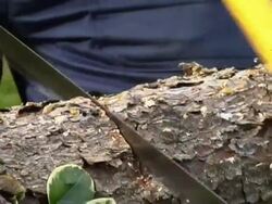 Sawing close up PAL Stock Footage