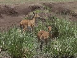 MS Two common reedbuck eating grass / National Park, Africa, Kenya Stock Footage