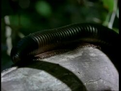 CU millipede walks left to right along log, Kenya Stock Footage