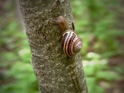Snail, meet Mr. Ant! Stock Footage