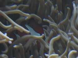 Clown fish in anemone - HD 1080/30F Stock Footage