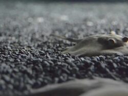 Stingray Stock Footage