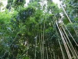 Bamboo Forest Panning, Maui, Hawaii Stock Footage