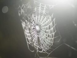Spider web shimmering in early morning mist Stock Footage