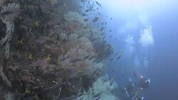 Fusilier fish schooling, coral reef, Raja Ampat, Indonesia Stock Footage