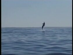 WA Spinner Dolphin (Stenella longirostris) rising out of water, playing Stock Footage