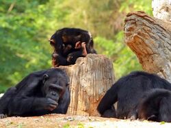 Chimpanzees. Stock Footage