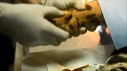 VOICED : Operan en zoologico al ultimo jaguar macho de El Salvador News Clip