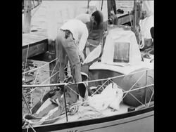 CAN231 THE NEWPORT BERMUDA RACE GETS UNDERWAY News Clip