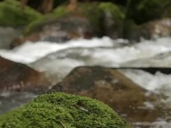 Rainforest moss and river Stock Footage