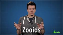 Portuguese Man o' War: An Organism Made of Organisms? Instructional Video