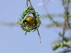 MS Shot of ploceus cucullatus male working on nest in bogoria park / National Park, Africa, Kenya Stock Footage