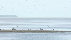 Flock of Birds on wetland in south Florida Stock Footage