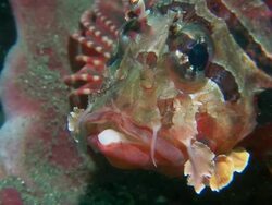 Zebra lionfish (Dendrochirus zebra). This nocturnal fish is seen here in its commonly adopted daytime behaviour. Filmed in Lembeh Strait, North Sulawesi, Indonesia Stock Footage