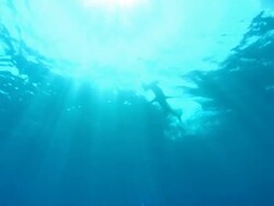 Great hammerhead, Sphyrna mokarran, chases bait, underwater, Bahamas  Stock Footage