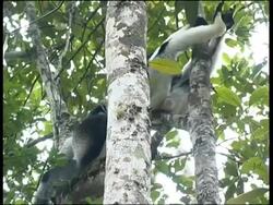 Indri, Indri indri,  Andasibe ( Perinet ) Stock Footage