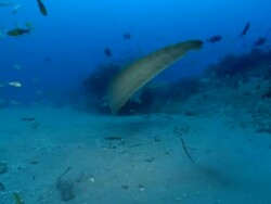 MS Shot of tail of Zebra shark then swimming away / Matola, Maputo, Mozambique Stock Footage